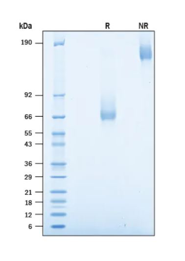2 μg/lane Protein  was resolved with SDS-PAGE under reducing (R) and non-reducing (NR) conditions and visualized by Coomassie® Blue staining.
